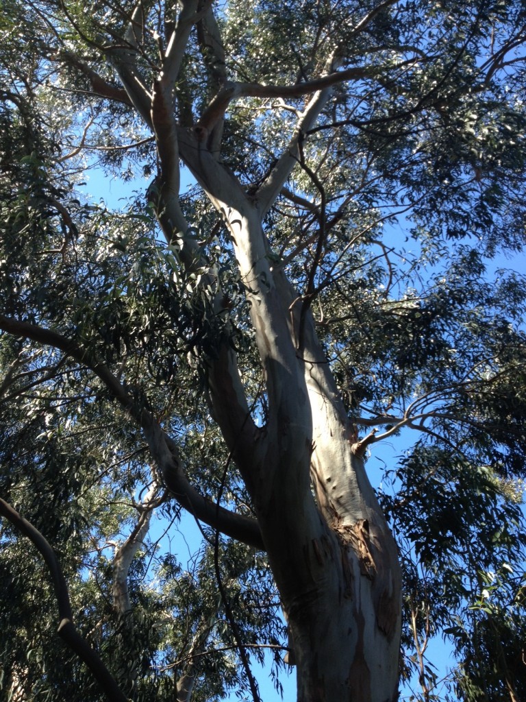 eucalyptus