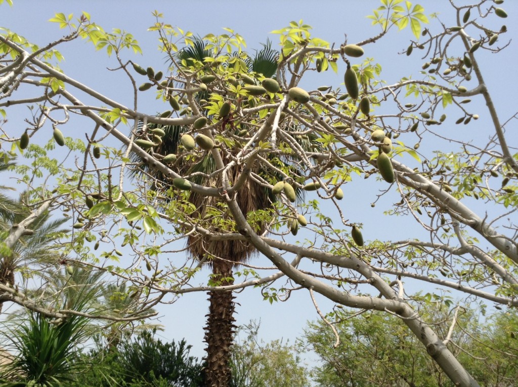 Ein Gedi-arbre à kapok