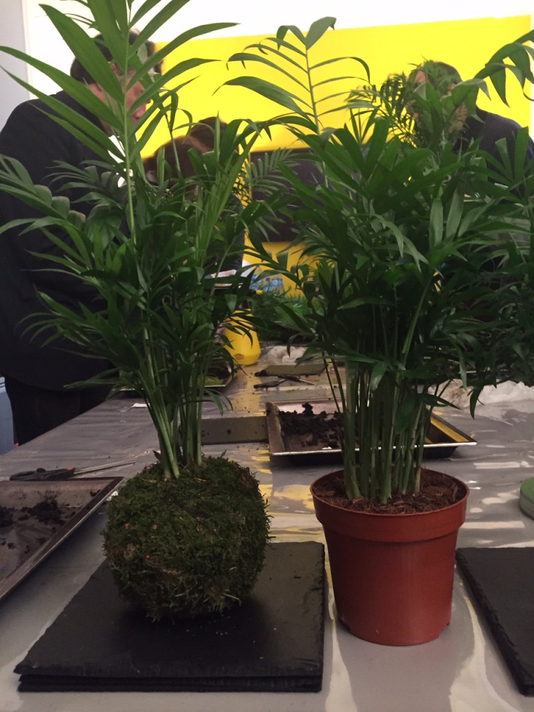 Kokedama2